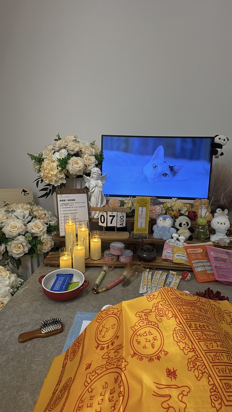 哈尔滨养宠家庭：宠物突然食欲下降，可能是身体在报警